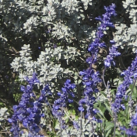 6c.jpg
