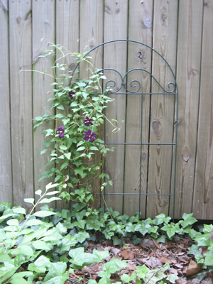 Our Clematis Vine