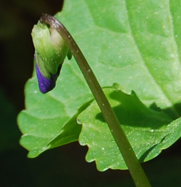 bud