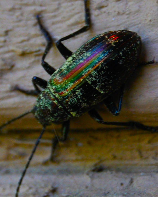 dontbugme