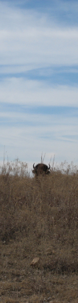 Tatanka sighted.  On the horizon