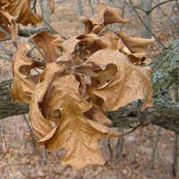 leafart