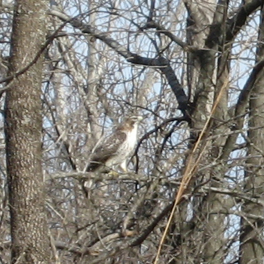 The hawk is a Messenger