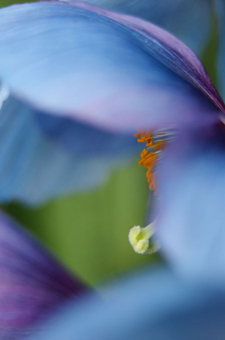 soblue