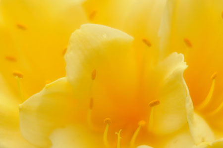 sunlight