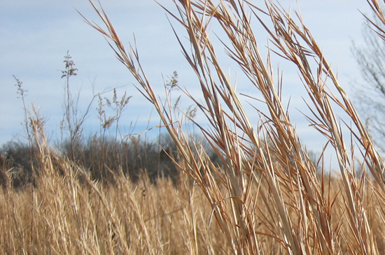 tallgrass