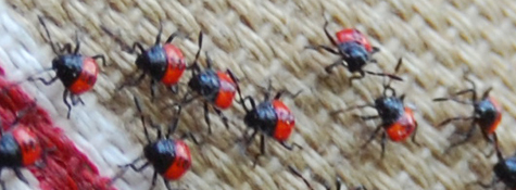 Wheel bug nymphs on the move