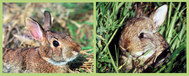 tworabbits