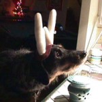 Maggie does Christmas