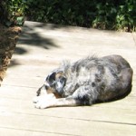 Napping in the sun