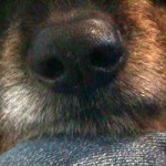 That sweet nose