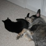 Naptime with Caesar