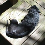 Sunbathing on the deck