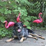 Smiling with flamingos