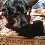 Maggie's first puppy