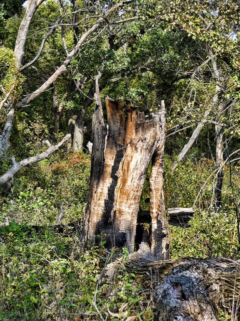 oldStump