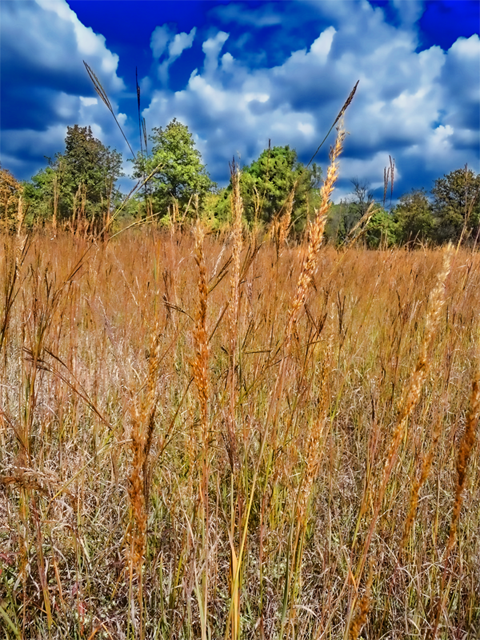 prairieGrasses_sm