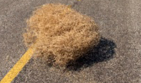 tumbleWeed