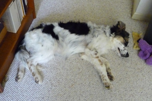 Our Fiona sleeps away the trauma of a vet visit