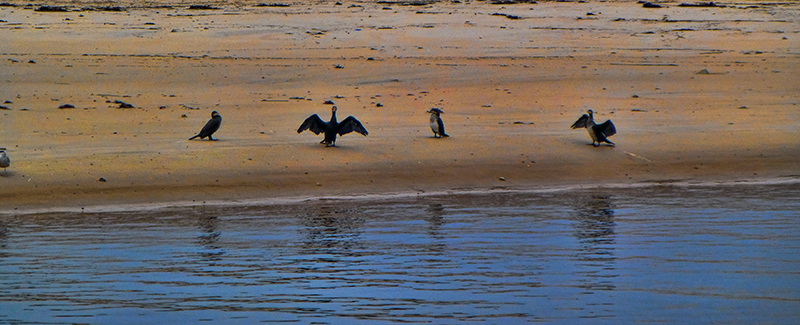 cormoronts