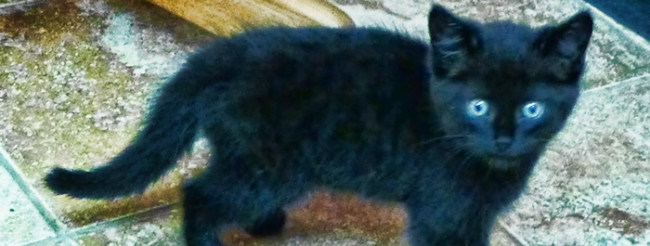 babyHam